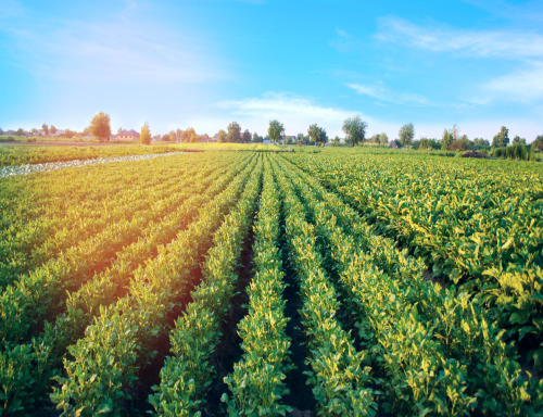 Green Plantation Field with Sunbeam